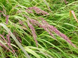 Attēlu rezultāti vaicājumam “Calamagrostis purpurea flower”