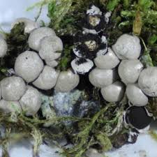 Attēlu rezultāti vaicājumam “Diderma subincarnatum”