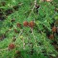 Attēlu rezultāti vaicājumam “Larix kaempferi fruit”