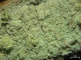 Attēlu rezultāti vaicājumam “Lepraria”