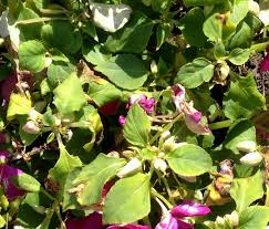 Image result for Impatiens walleriana