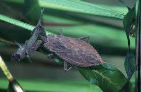 Attēlu rezultāti vaicājumam “Nepa cinerea imago”