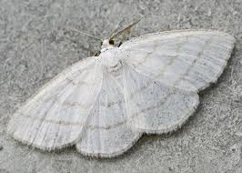 Attēlu rezultāti vaicājumam “Cabera pusaria”