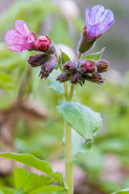 Attēlu rezultāti vaicājumam “Pulmonaria obscura leaf”