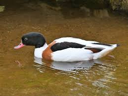 Attēlu rezultāti vaicājumam “Tadorna tadorna”