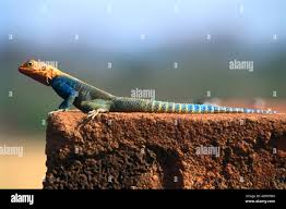 Attēlu rezultāti vaicājumam “Sauria”