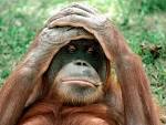 Orangutan | niceirishlady