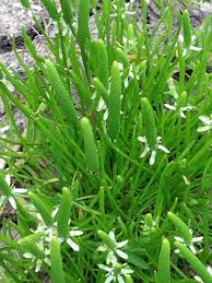 Attēlu rezultāti vaicājumam “Myosurus minimus flower”