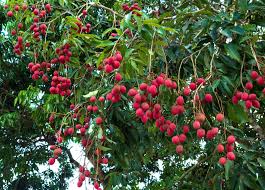 Image result for Litchi chinensis