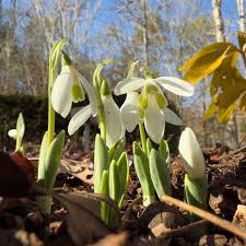 Attēlu rezultāti vaicājumam “Galanthus nivalis bud”
