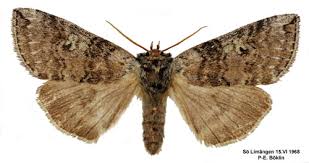 Attēlu rezultāti vaicājumam “Tethea or”