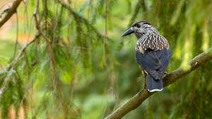 Image result for Nucifraga caryocatactes