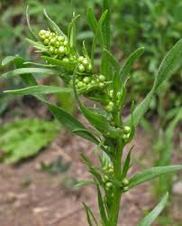 Image result for Artemisia dracunculus