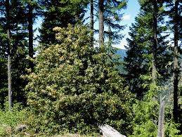 Attēlu rezultāti vaicājumam “Ophiotheca chrysosperma”