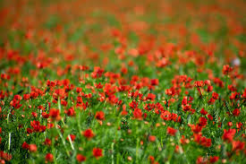 Image result for Adonis aestivalis