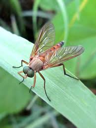 Attēlu rezultāti vaicājumam “Rhagionidae”