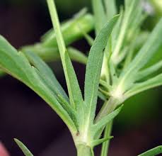 Attēlu rezultāti vaicājumam “Viola arvensis”