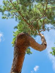 Attēlu rezultāti vaicājumam “Pinus sylvestris var. turfosa”