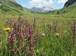 Attēlu rezultāti vaicājumam “Pedicularis palustris subsp. opsiantha”