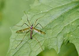 Attēlu rezultāti vaicājumam “Epiphragma ocellare”