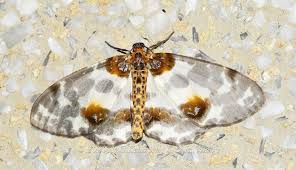 Attēlu rezultāti vaicājumam “Abraxas sylvata larva”