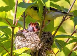 Attēlu rezultāti vaicājumam “Fringilla coelebs nest”