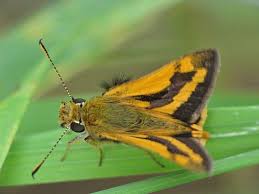 Image result for Papilionoidea