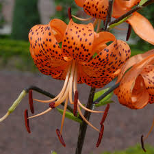 Attēlu rezultāti vaicājumam “Lilium lancifolium”