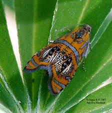 Attēlu rezultāti vaicājumam “Olethreutes arcuella”