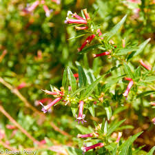 Image result for Cuphea ignea