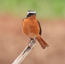 Image result for Phoenicurus moussieri