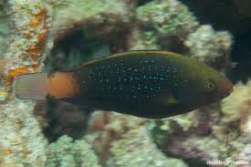 Image result for Scarus niger