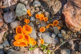 Attēlu rezultāti vaicājumam “Aleuria aurantia”