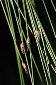 Attēlu rezultāti vaicājumam “Trichophorum cespitosum”