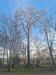 Attēlu rezultāti vaicājumam “Ulmus laevis”