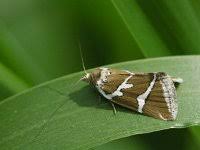 Attēlu rezultāti vaicājumam “Deltote bankiana”