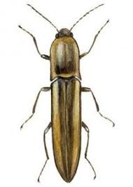 Attēlu rezultāti vaicājumam “Dalopius marginatus”