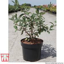 Attēlu rezultāti vaicājumam “Lonicera caerulea var. pallasii”