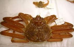 Image result for Chionoecetes opilio