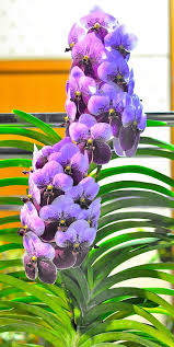 Image result for Lavendel