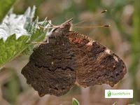 Attēlu rezultāti vaicājumam “Inachis io upperside”