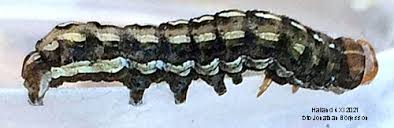 Attēlu rezultāti vaicājumam “Lycophotia porphyrea”