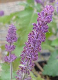 Attēlu rezultāti vaicājumam “Salvia verticillata”