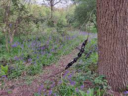 Image result for Panther Bowhunters Field Archery Club