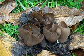 Attēlu rezultāti vaicājumam “Otidea bufonia”