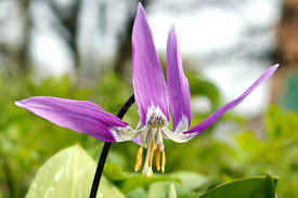 Attēlu rezultāti vaicājumam “Erythronium sibiricum”