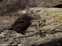 Attēlu rezultāti vaicājumam “Stemonitis marjana”