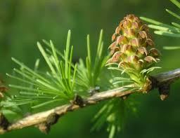Attēlu rezultāti vaicājumam “Larix decidua”