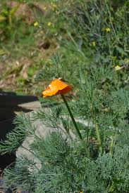 Attēlu rezultāti vaicājumam “Eschscholzia californica fruit”