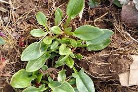 Attēlu rezultāti vaicājumam “Rumex acetosella leaf”